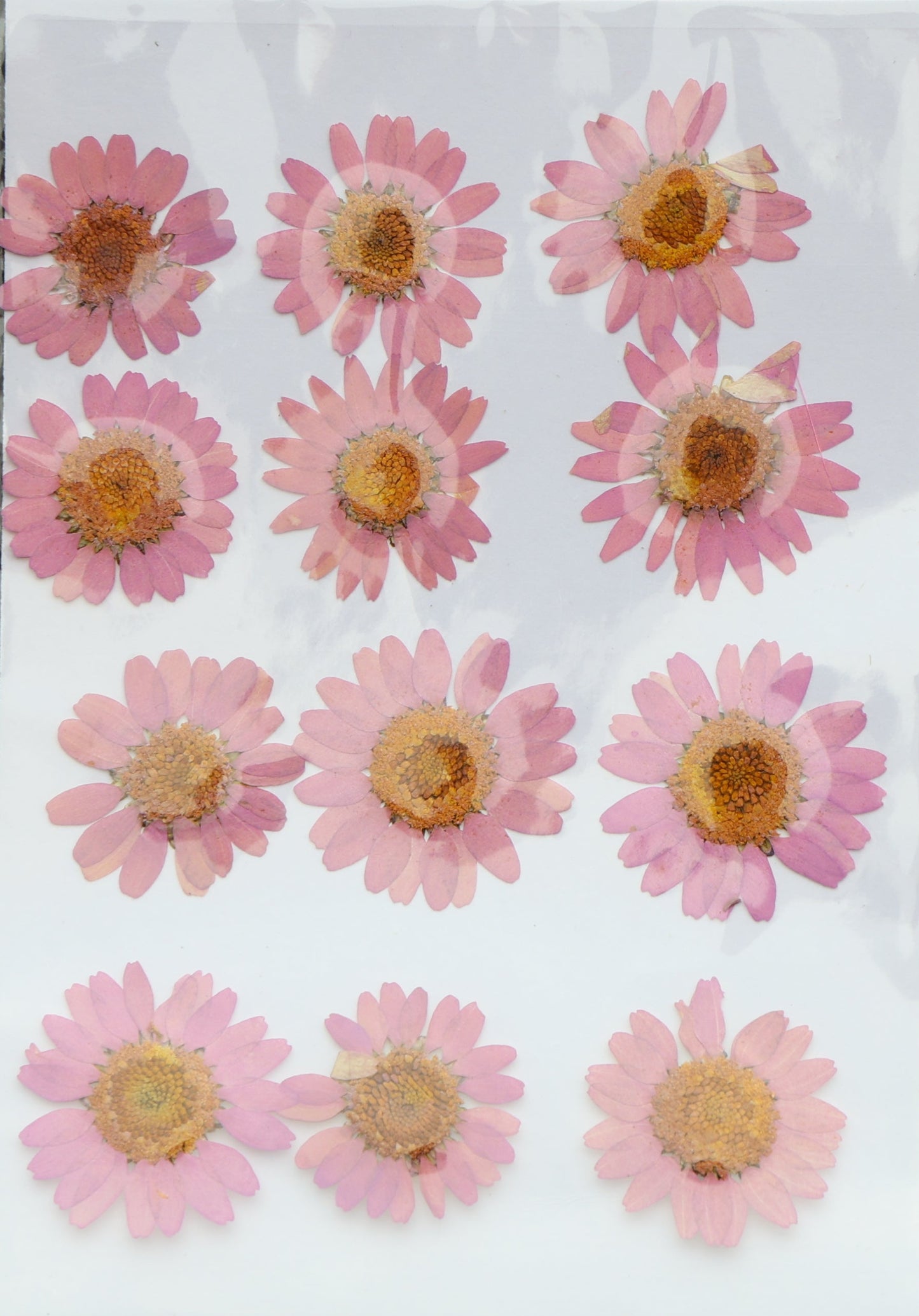 Pink Daisy Flower Sheet