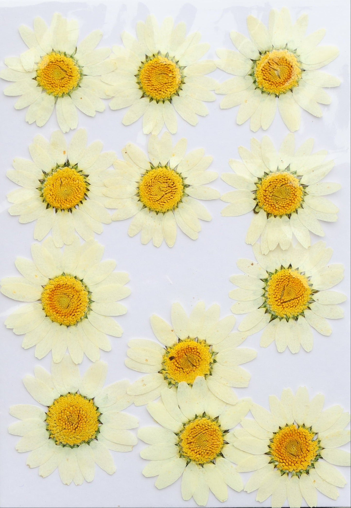 White Daisy Flower Sheet