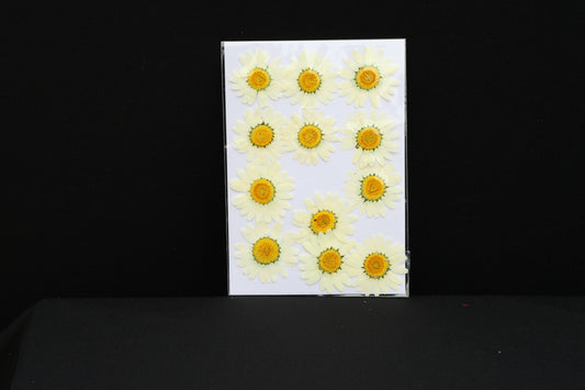 White Daisy Flower Sheer