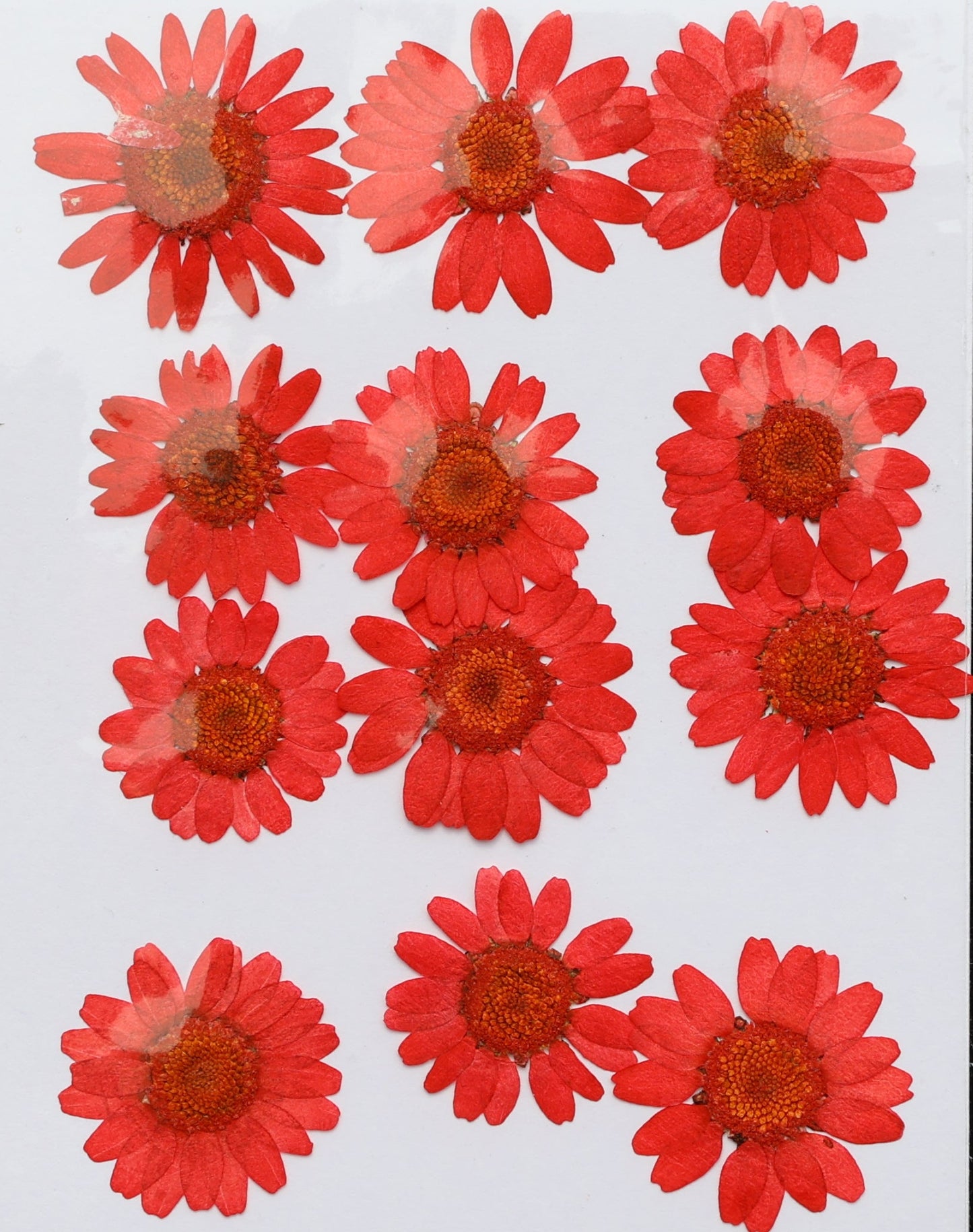 Red Daisy Flower Sheet