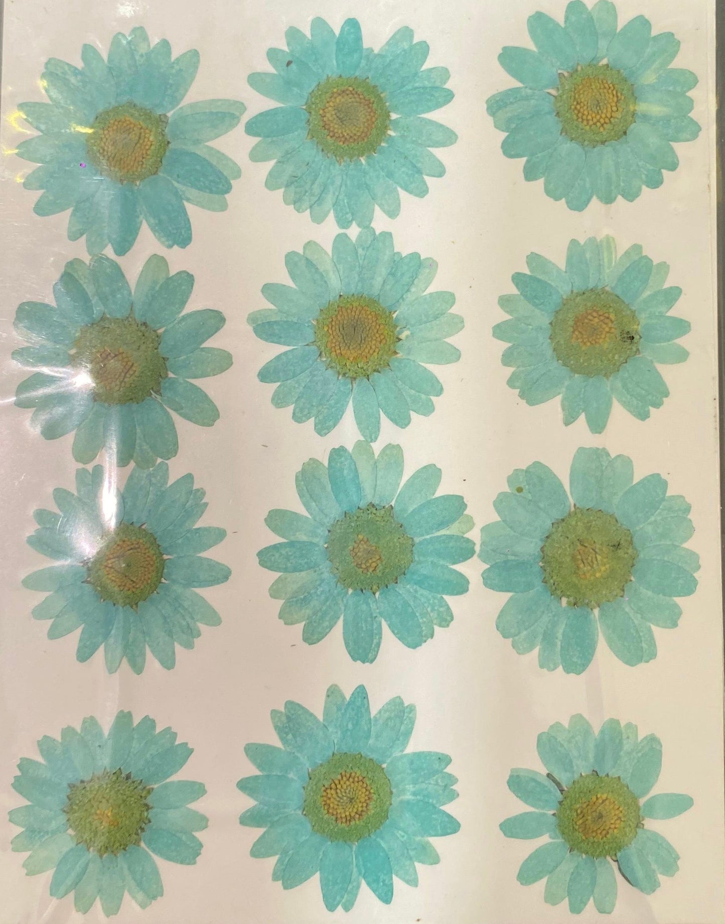 Sea Green Daisy