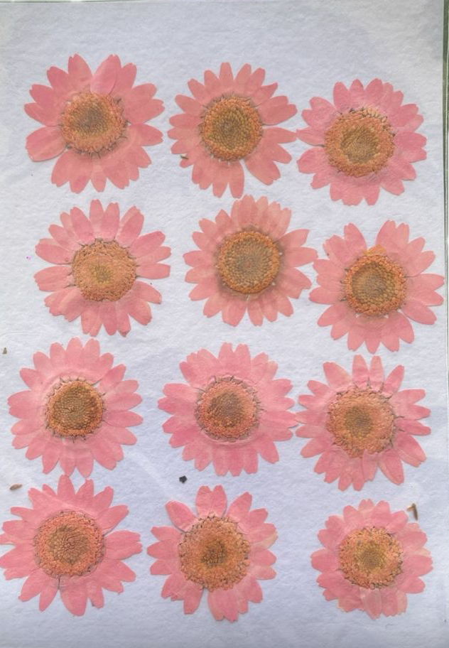 Set of 12 Pink flower sheet