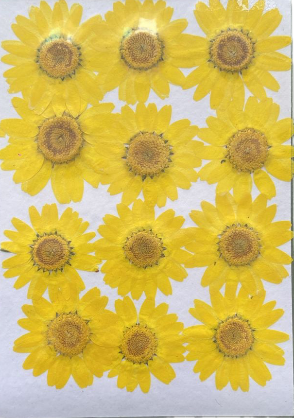 Set of 12 Yellow flower sheet