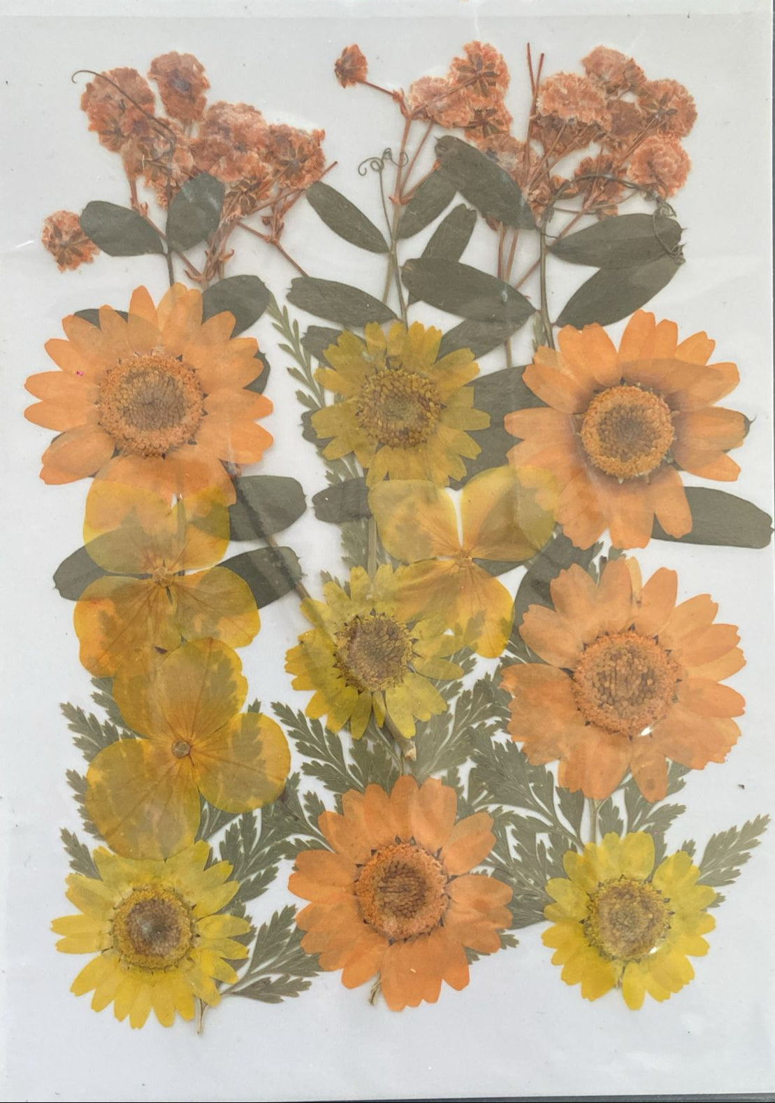 Pressed Flower 11
