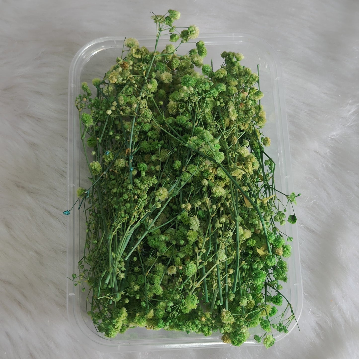 Green Baby Breath Flower