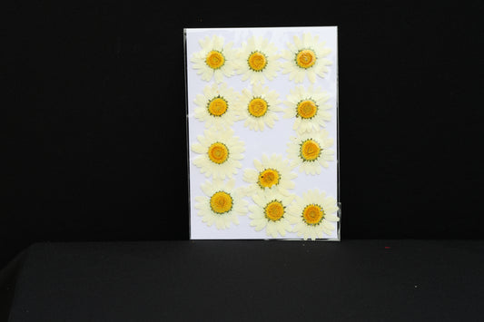 White Daisy Flower Sheer