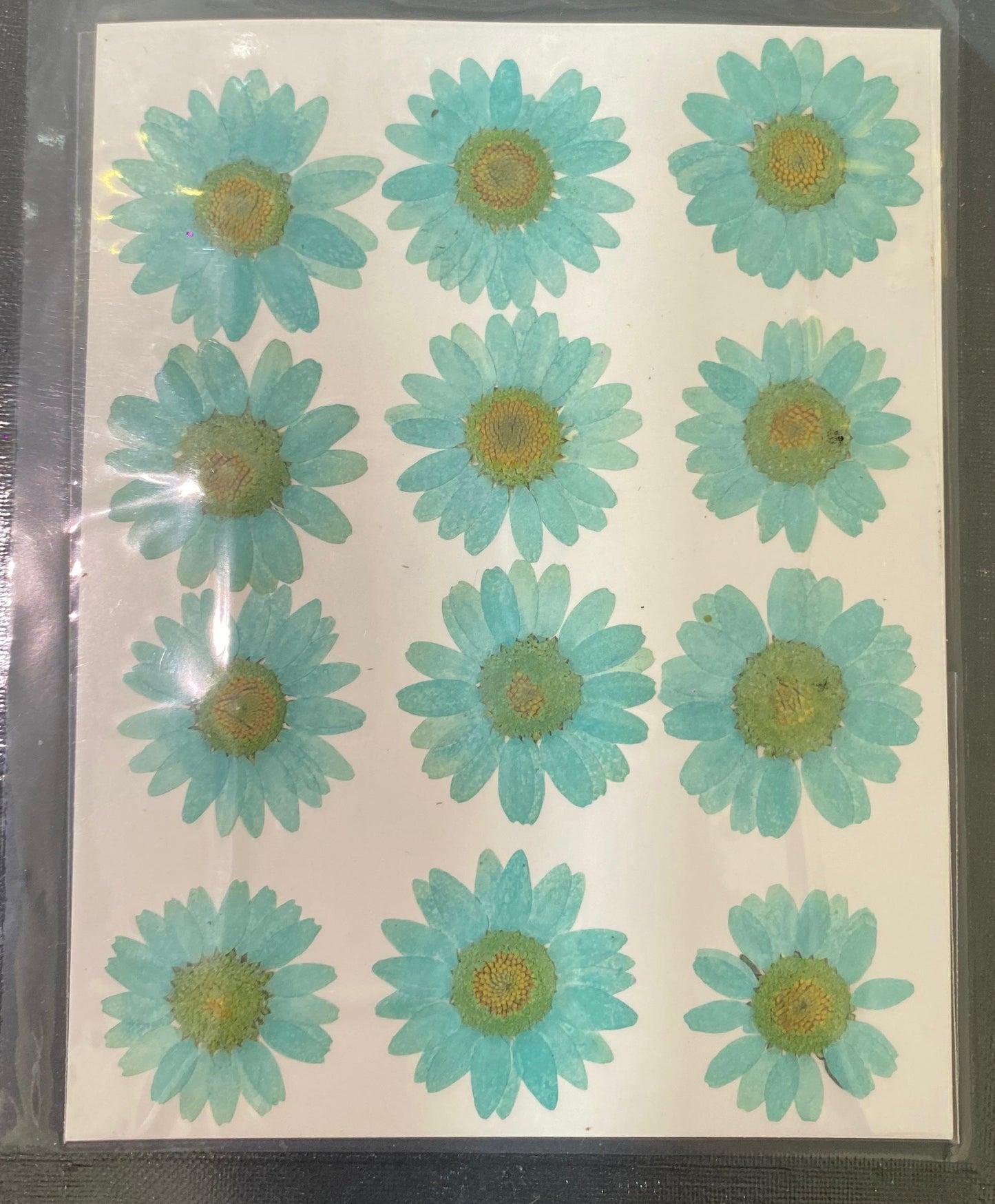Sea Green Daisy