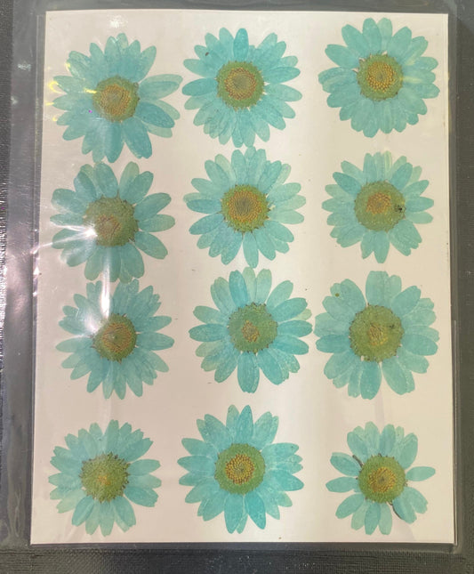 Sea Green Daisy