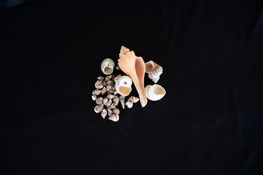 Big Shells
