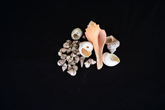 Big Shells