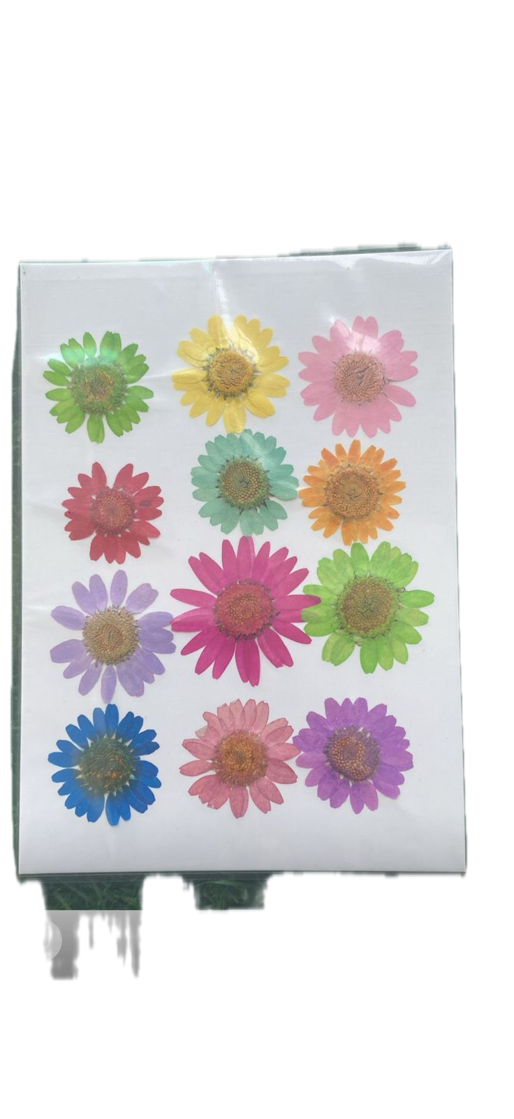 Set of 12 Multicolour flower Sheet