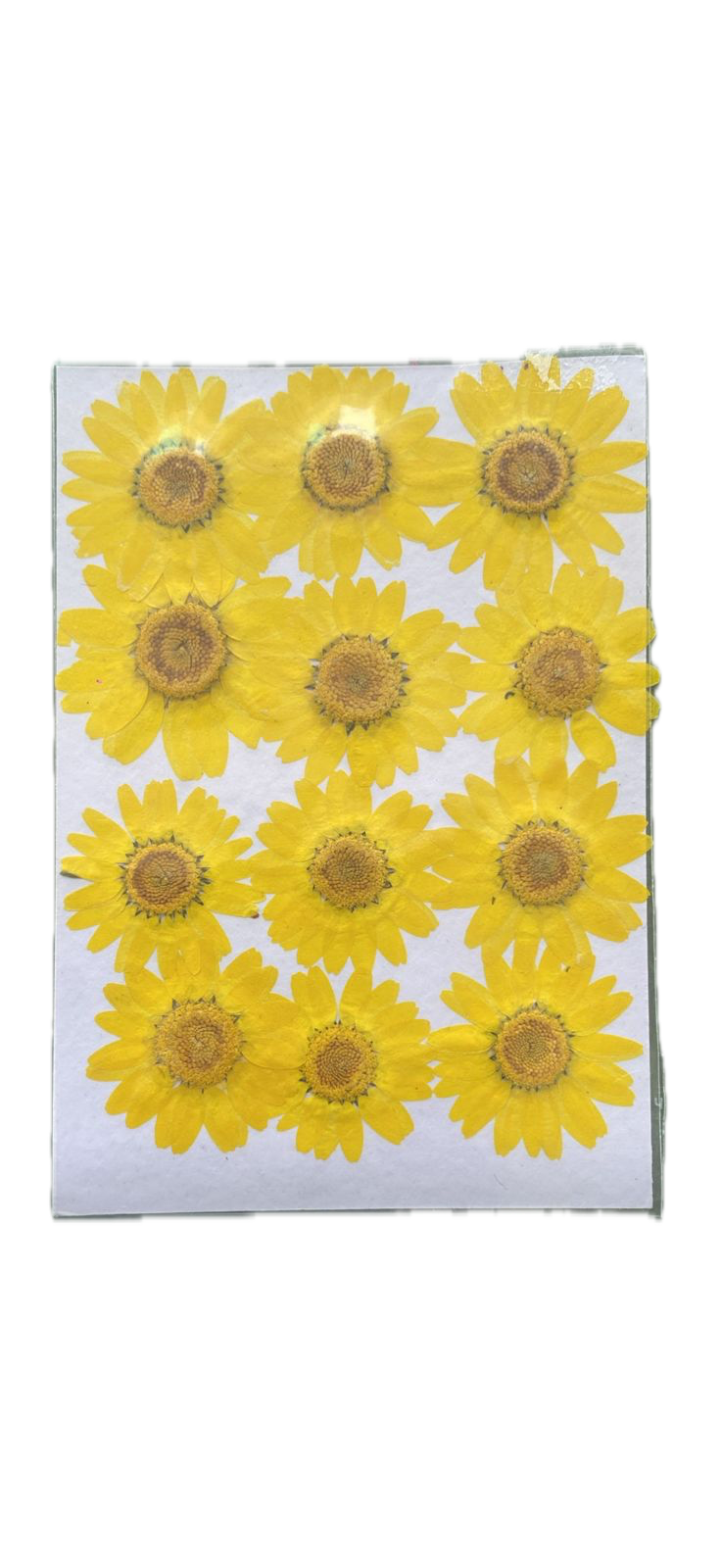 Set of 12 Yellow flower sheet