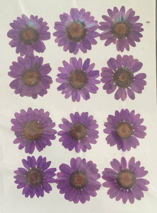Purple daisy sheet