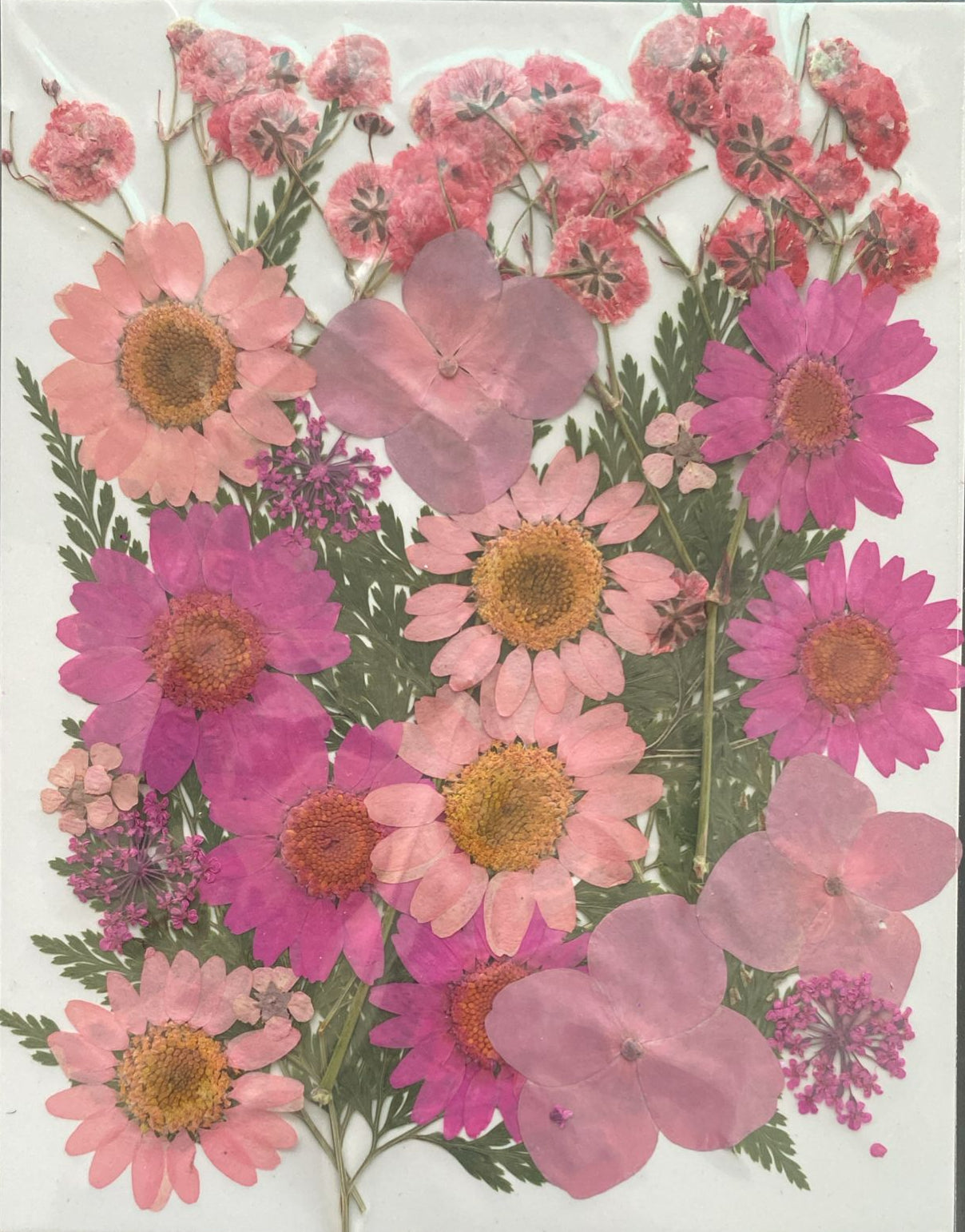 30 in 1 pink pressed flower