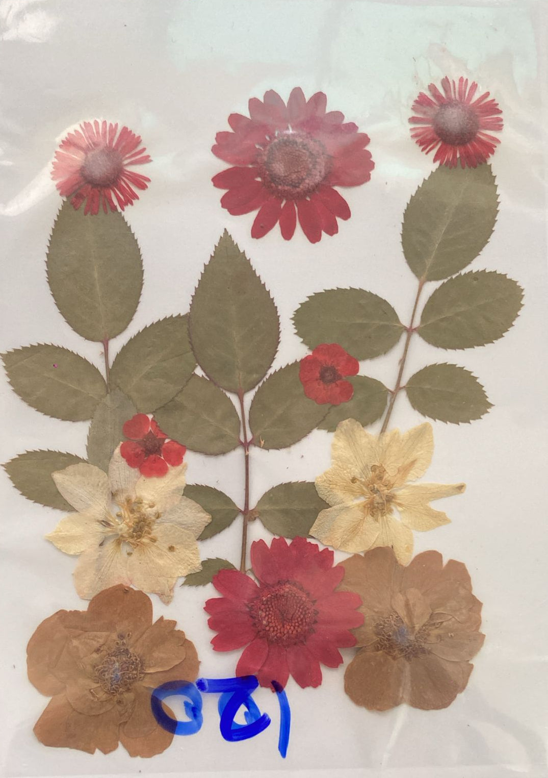 Pressed Flower 07